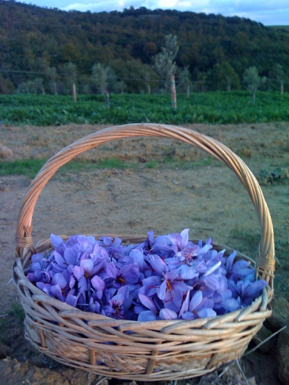saffron
